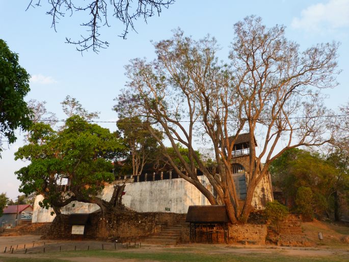 Fíkovník u paláce Ambohimanga, Madagaskar