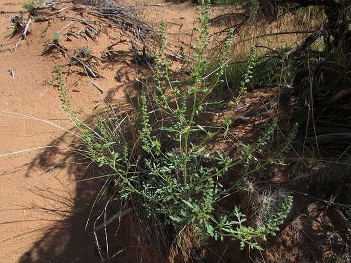 Ambrosia acanthicarpa