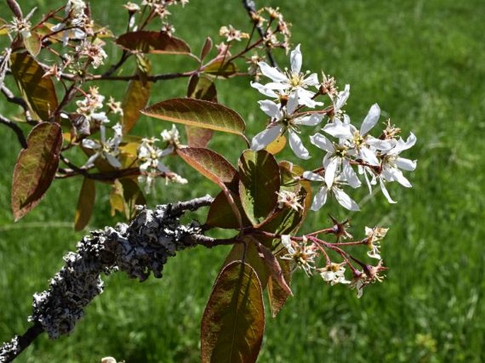 Amelanchier × lamarckii