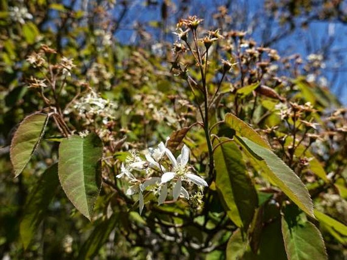 Amelanchier × lamarckii