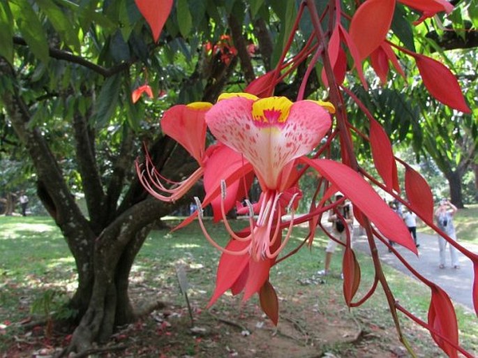 AMHERSTIA NOBILIS Wall.