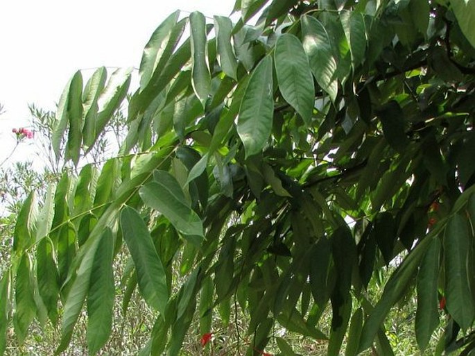 Amherstia nobilis