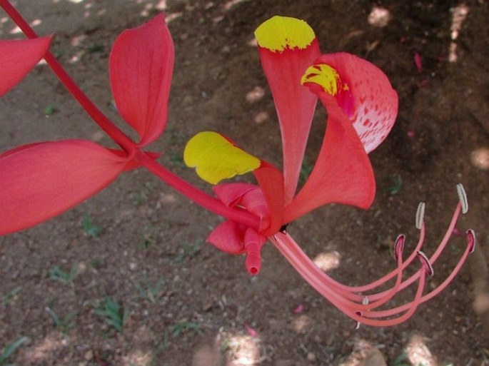 Amherstia nobilis