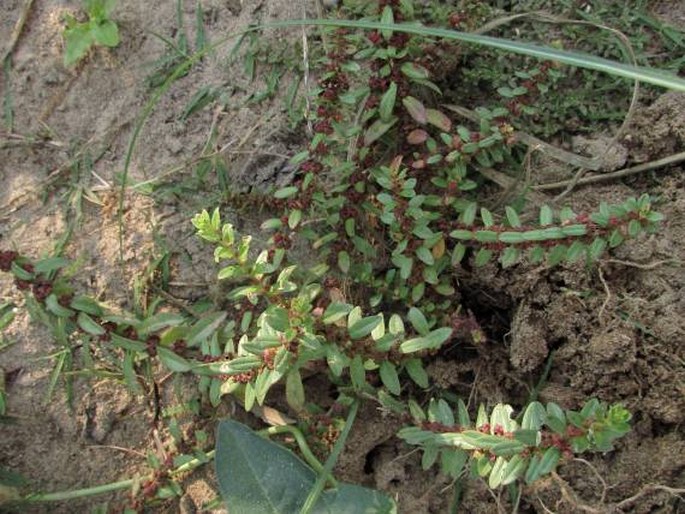 Ammannia baccifera