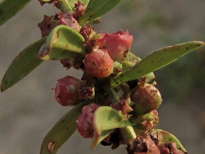 Ammannia baccifera