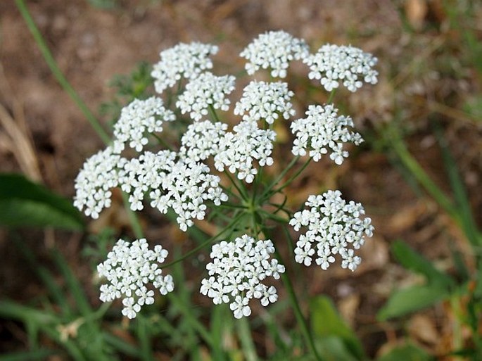 Ammi majus