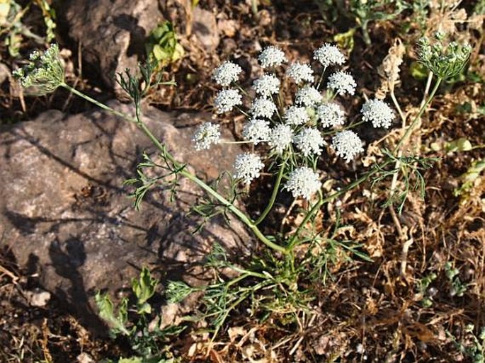 Ammi majus