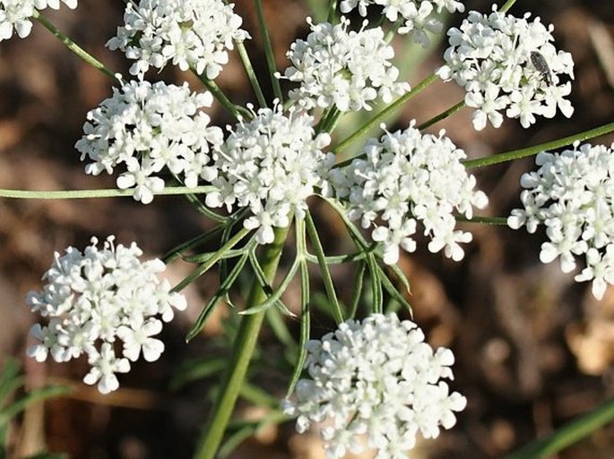 Ammi majus