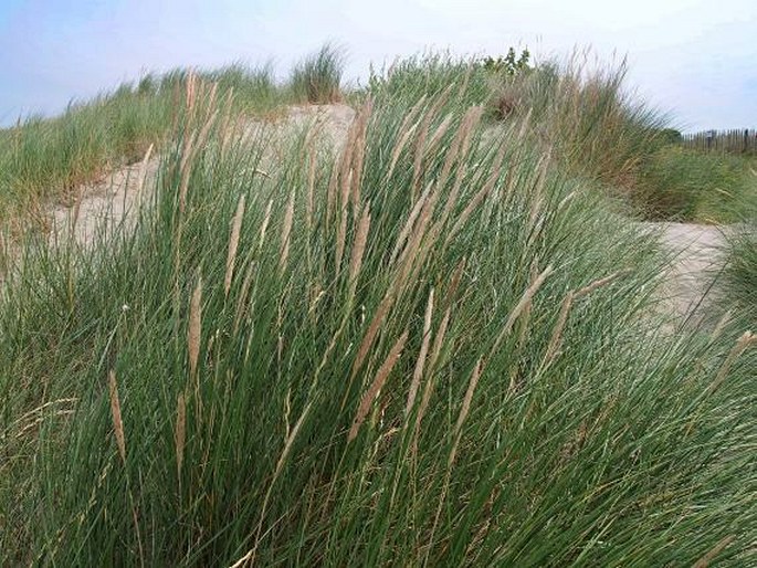 AMMOPHILA ARENARIA (L.) Link – kamýš obecný