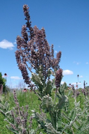 Amorpha canescens