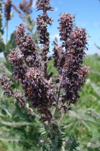 Amorpha canescens