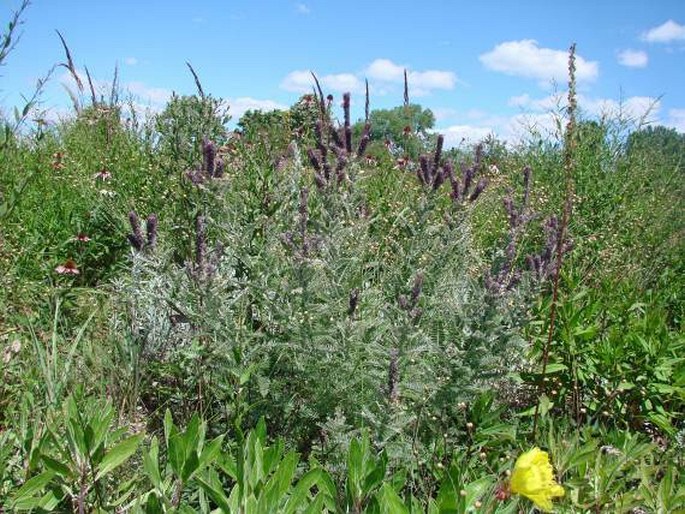 Amorpha canescens