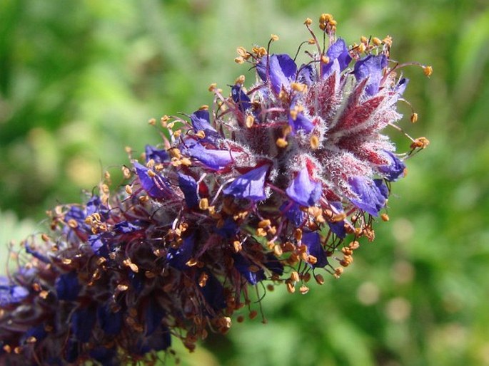 Amorpha canescens