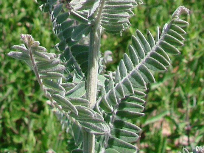 Amorpha canescens