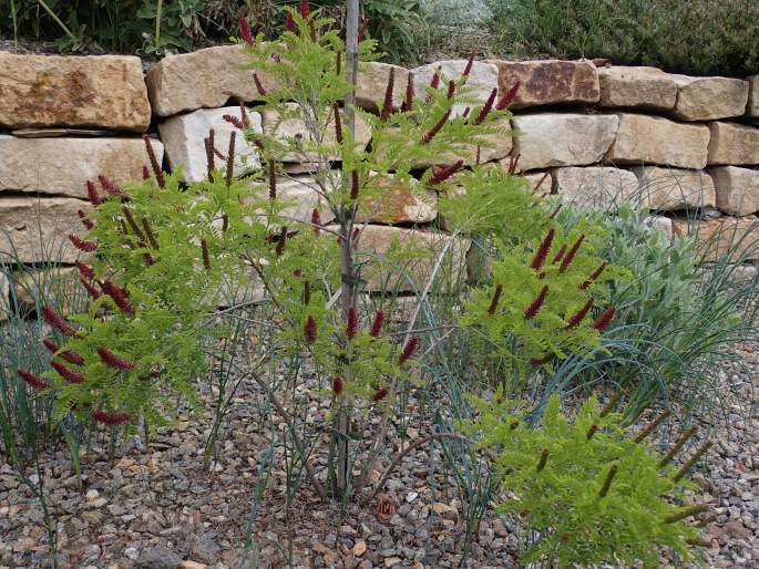 Amorpha nana