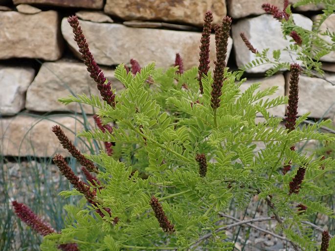 Amorpha nana