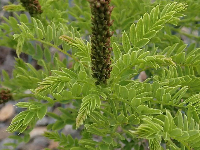 Amorpha nana