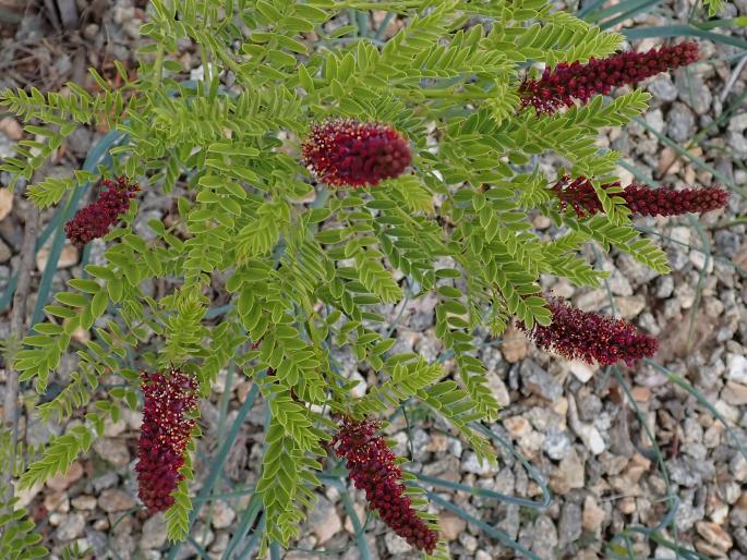 Amorpha nana