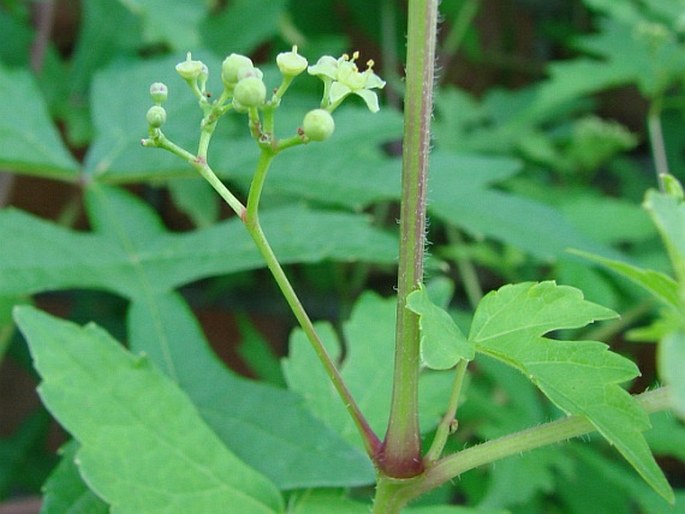 Ampelopsis aconitifolia