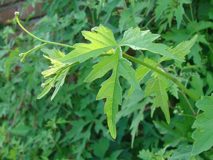 Ampelopsis aconitifolia