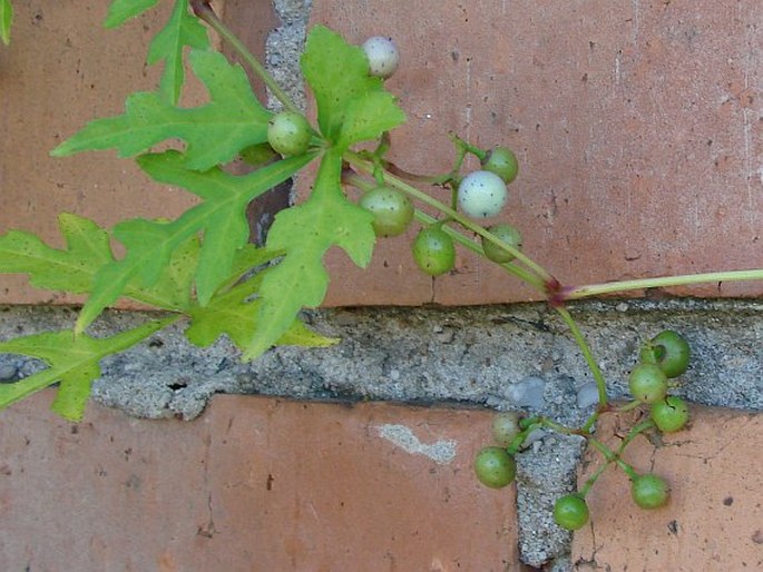 Ampelopsis aconitifolia