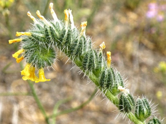 AMSINCKIA MENZIESII (Lehm.) A. Nelson et J. F. Macbr.