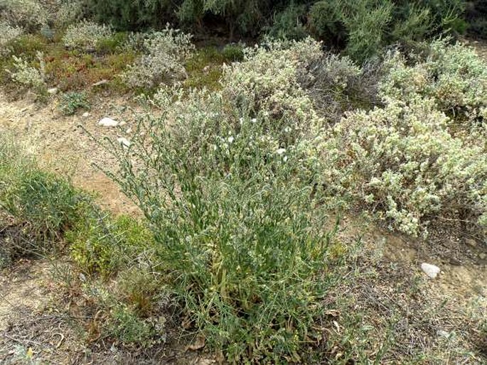 Amsinckia menziesii