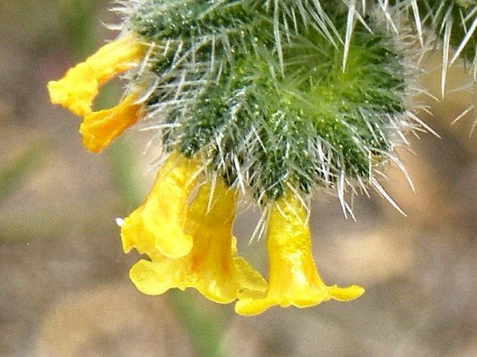 Amsinckia menziesii