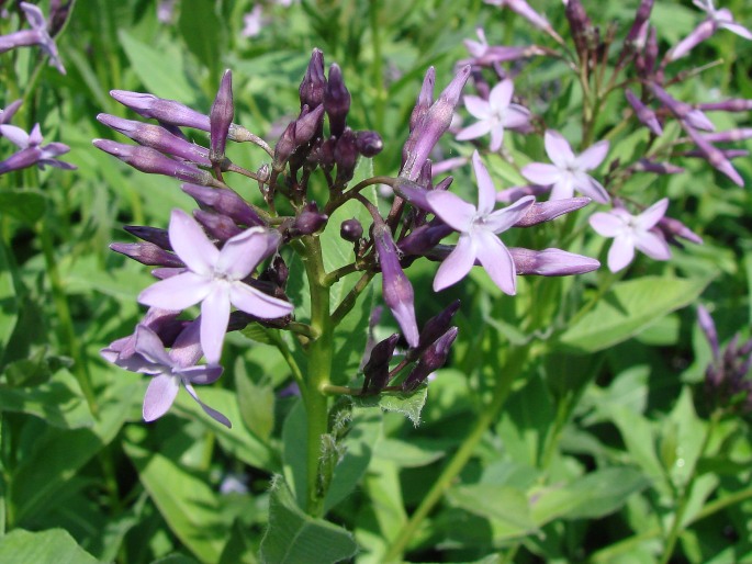 Amsonia orientalis