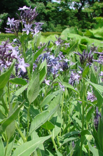 Amsonia orientalis