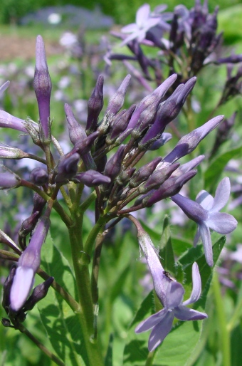 Amsonia orientalis