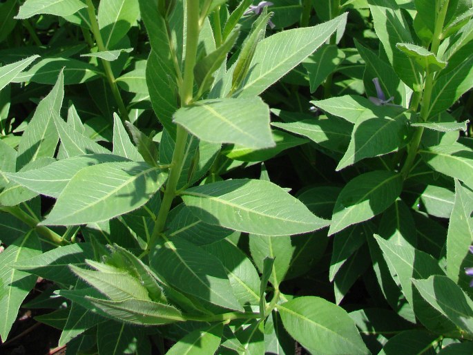 Amsonia orientalis