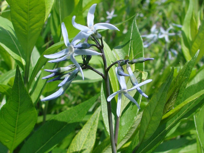 Amsonia tabernaemontana