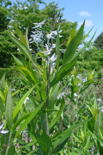 Amsonia tabernaemontana