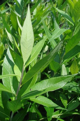 Amsonia tabernaemontana