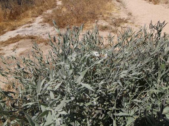 Amsonia tomentosa