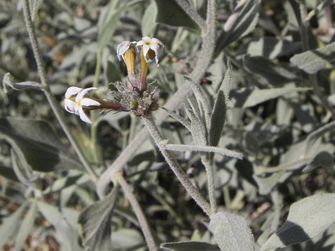 Amsonia tomentosa