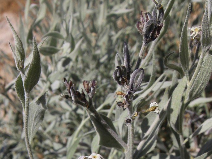 Amsonia tomentosa