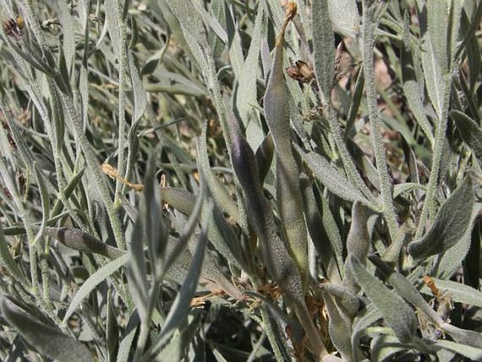 Amsonia tomentosa