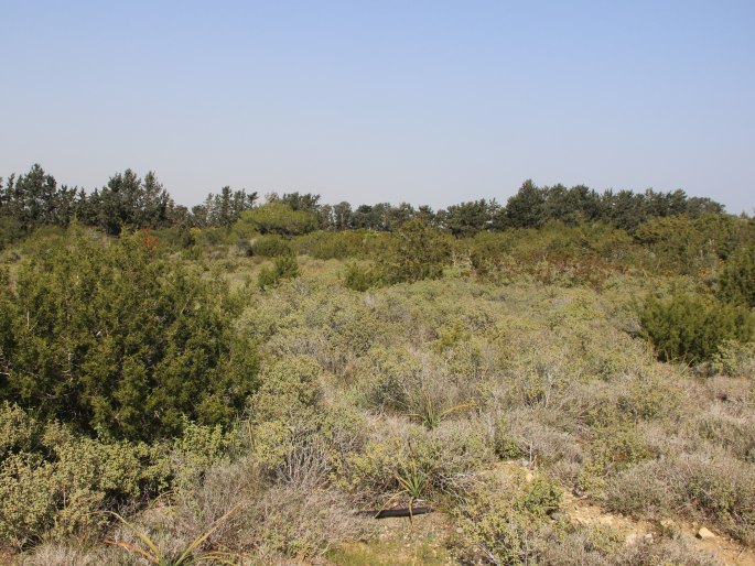 Anacamptis pyramidalis var. brachystachys