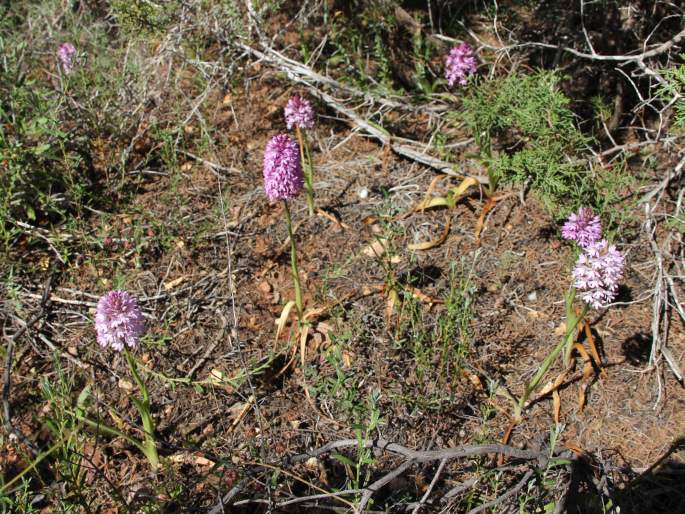 Anacamptis pyramidalis var. brachystachys