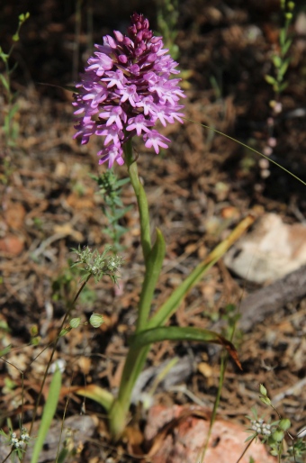 Anacamptis pyramidalis var. brachystachys