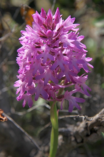 Anacamptis pyramidalis var. brachystachys