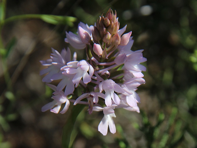 Anacamptis pyramidalis var. brachystachys