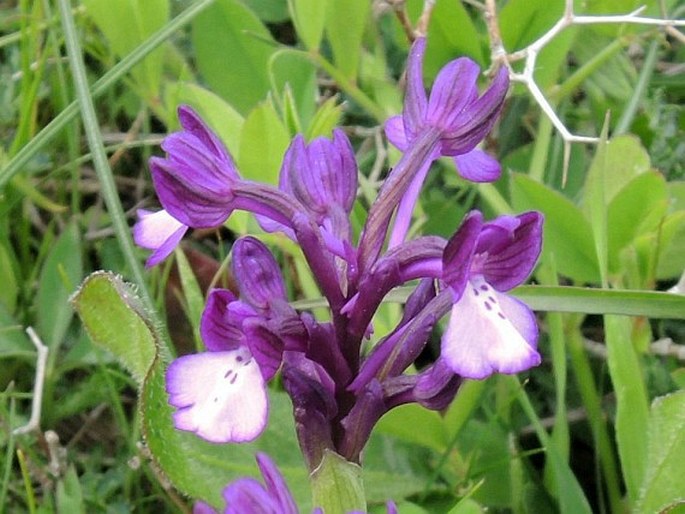 Anacamptis boryi