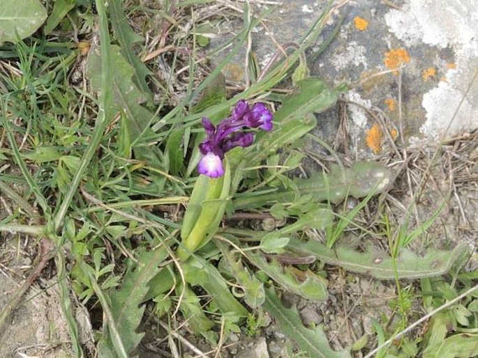 Anacamptis boryi