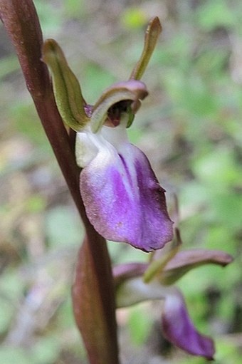 Anacamptis collina