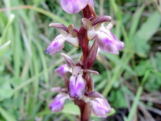 Anacamptis collina