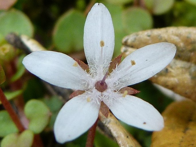 Anagallis peploides