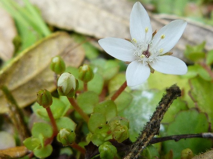 Anagallis peploides